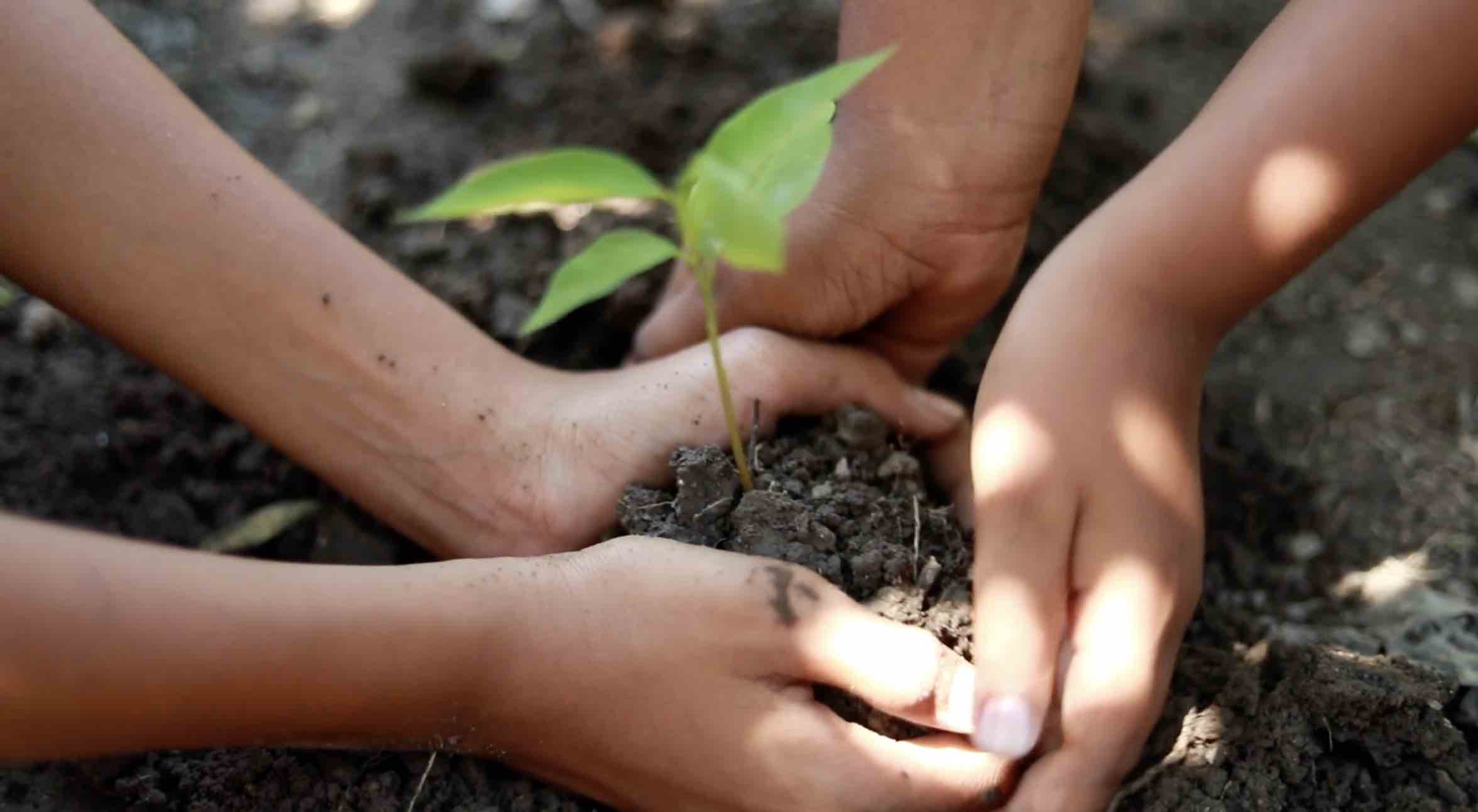 Two people planting tree